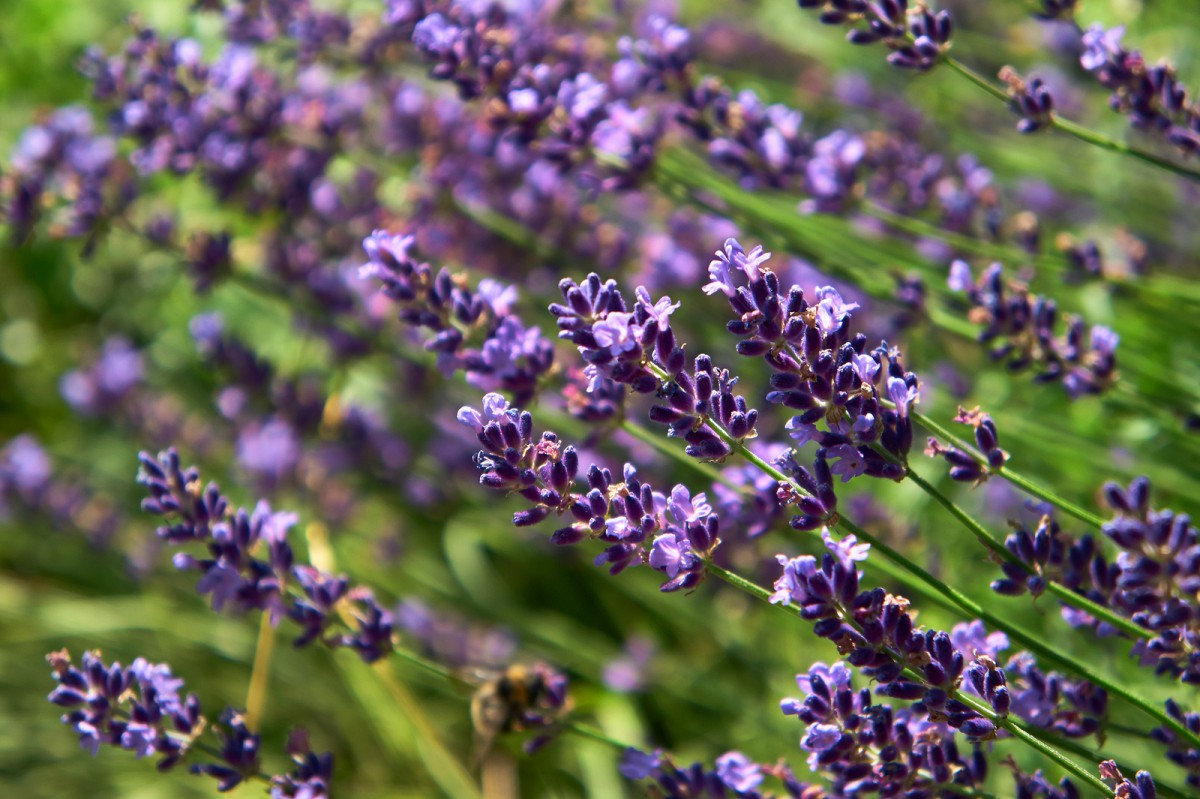 What You Can Do to Stop Decline of the Bees