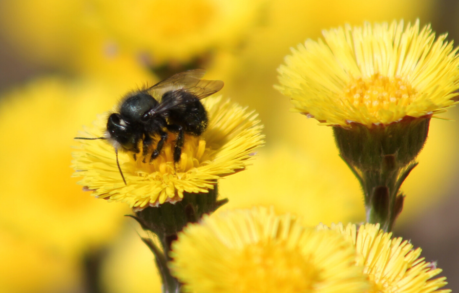 How to Construct a Mason Bee-Friendly Habitat at Home