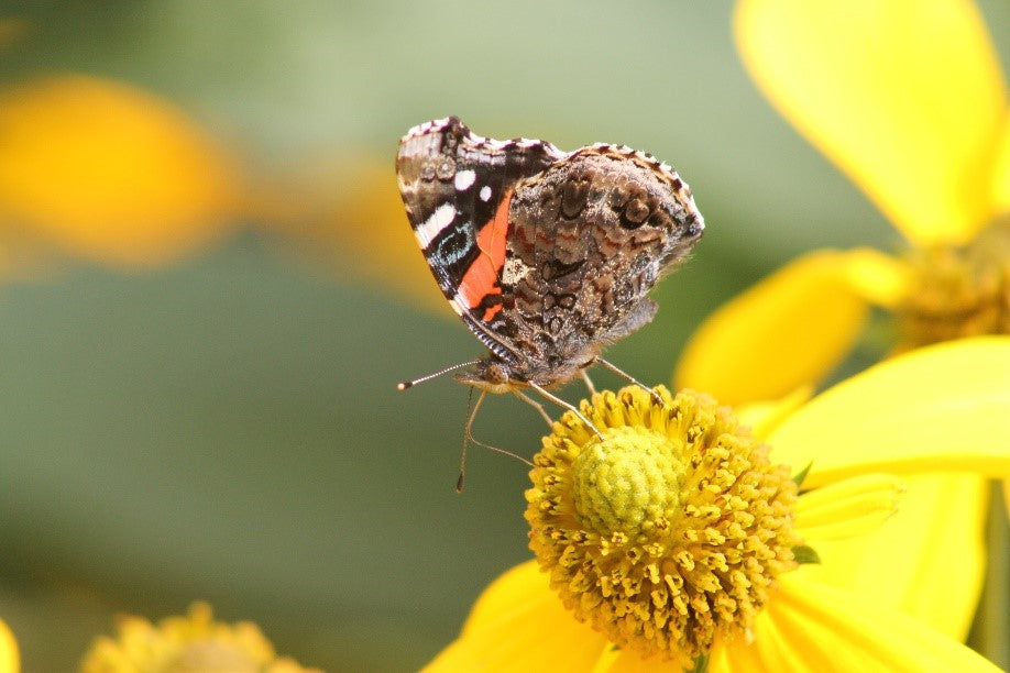 How To Attract Pollinators To Your Yard