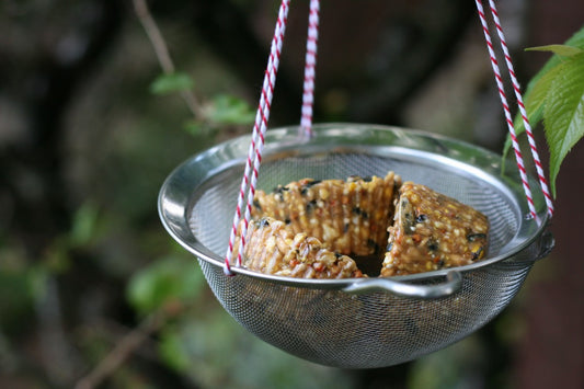Honey Bird Seed Feed
