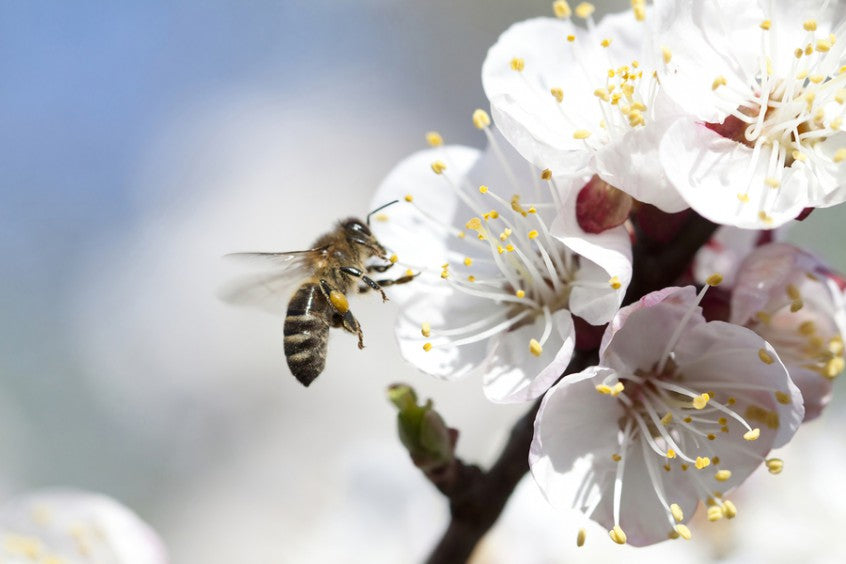 How to Plant a Honeybee Friendly Garden