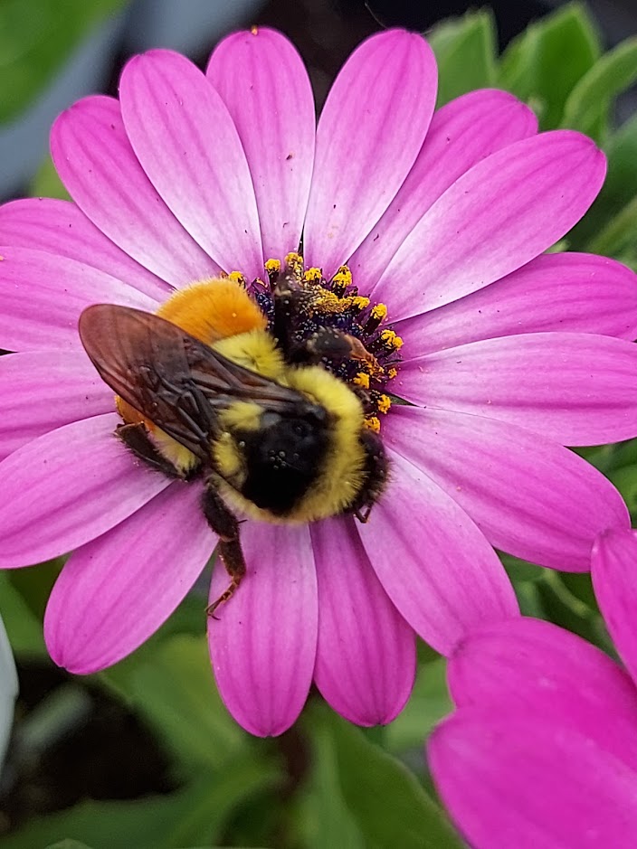 Five Years of Flowers: Honibe’s Giveaway Just Got Wilder 🌸🐝