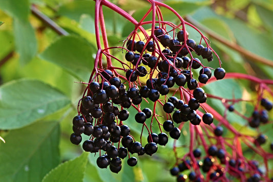 The Benefits of Elderberry