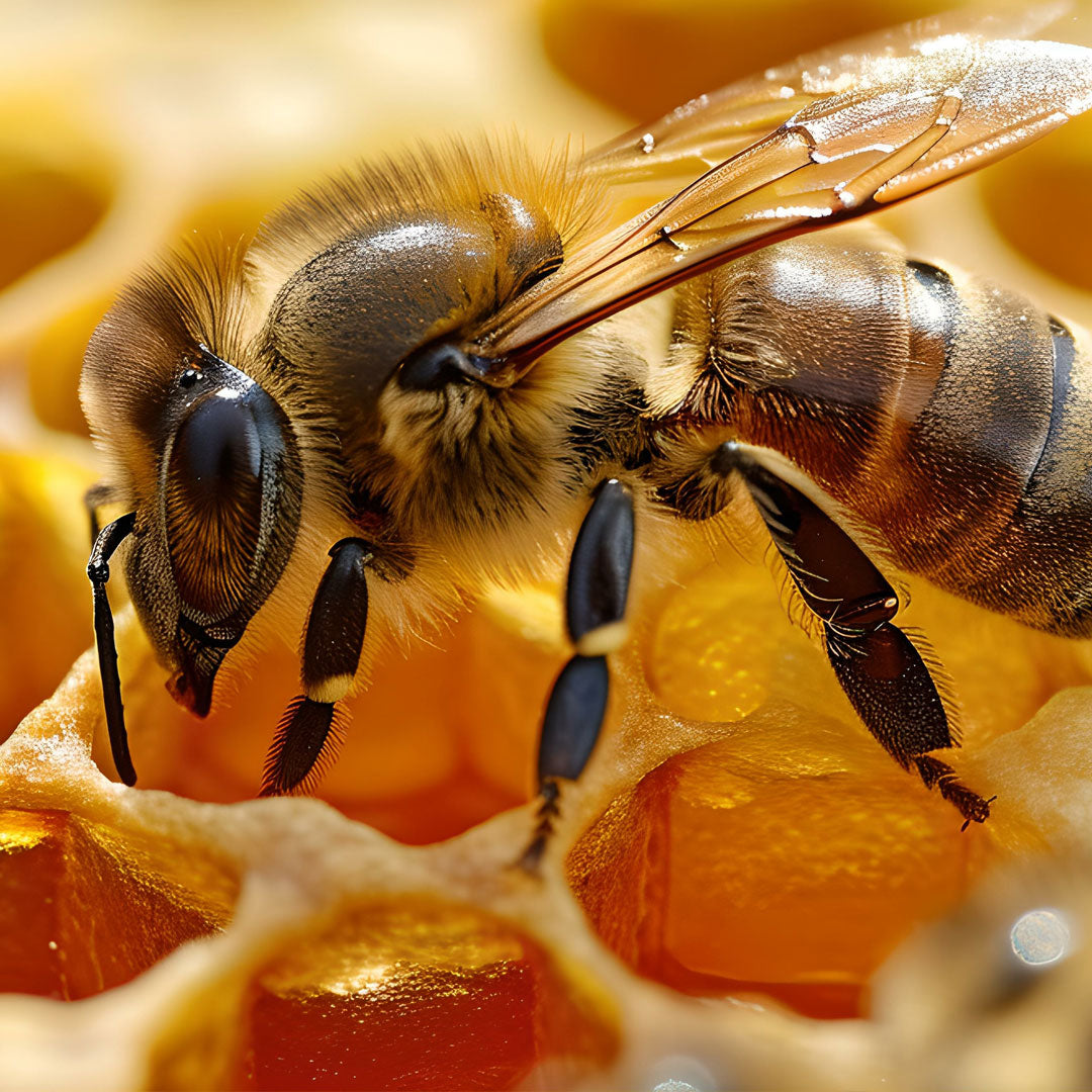 Buzzworthy Bee Facts – Honibe