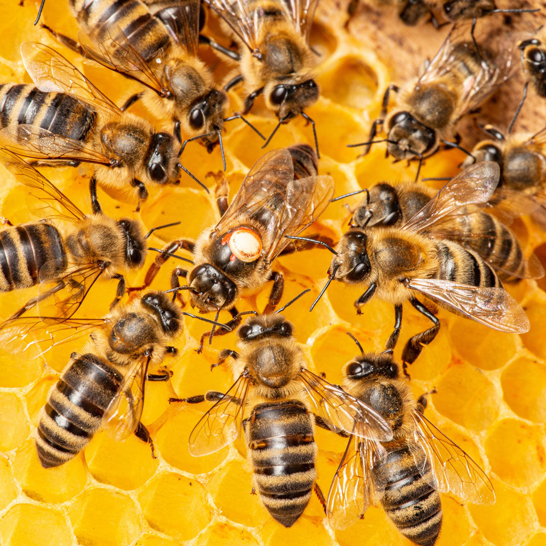 Buzzworthy Bee Facts – Honibe